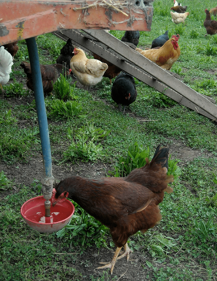 colorful hens on pasture with clean water