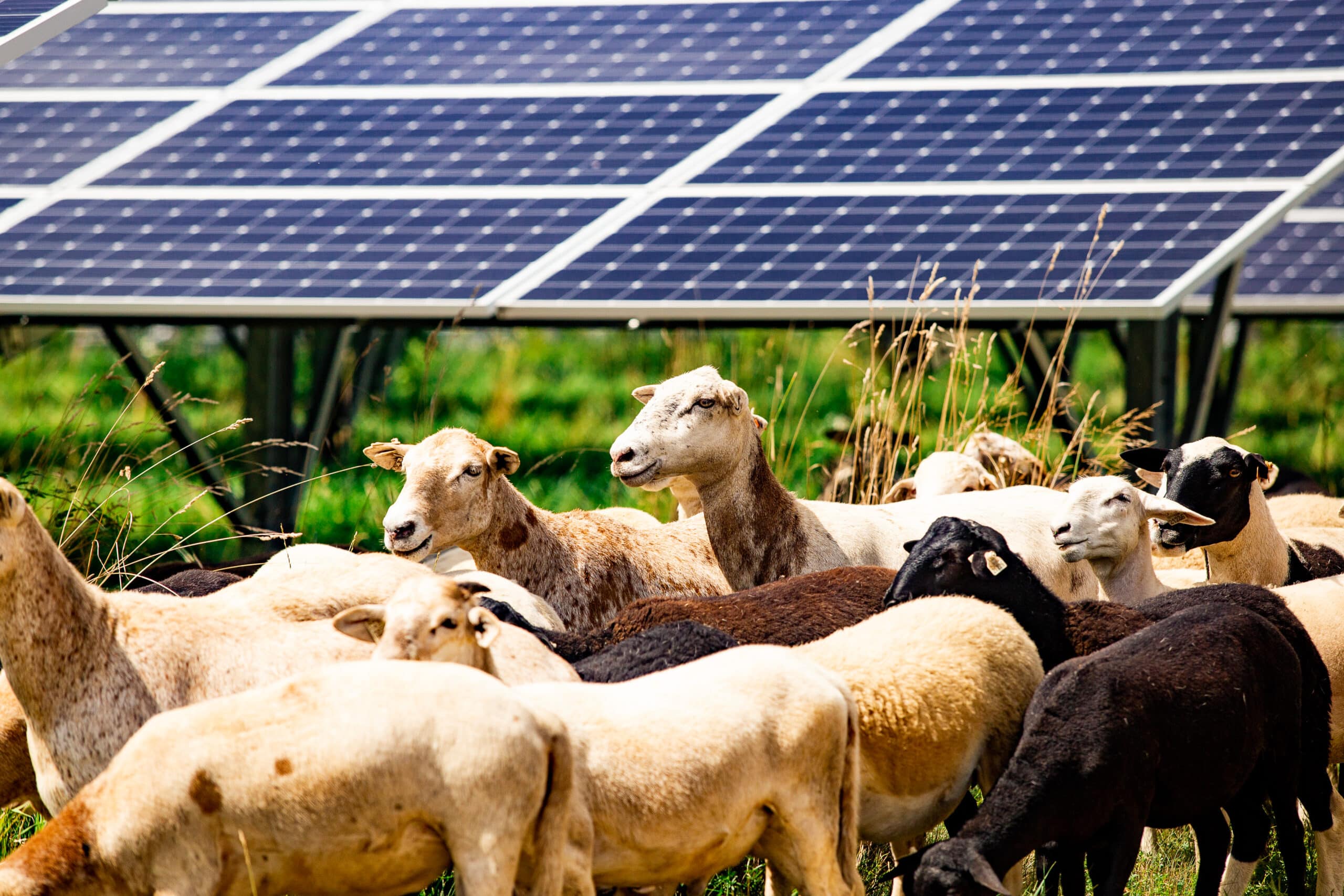 A new approach to energy and agriculture