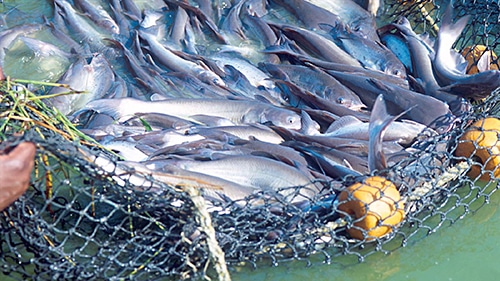 fish in a net