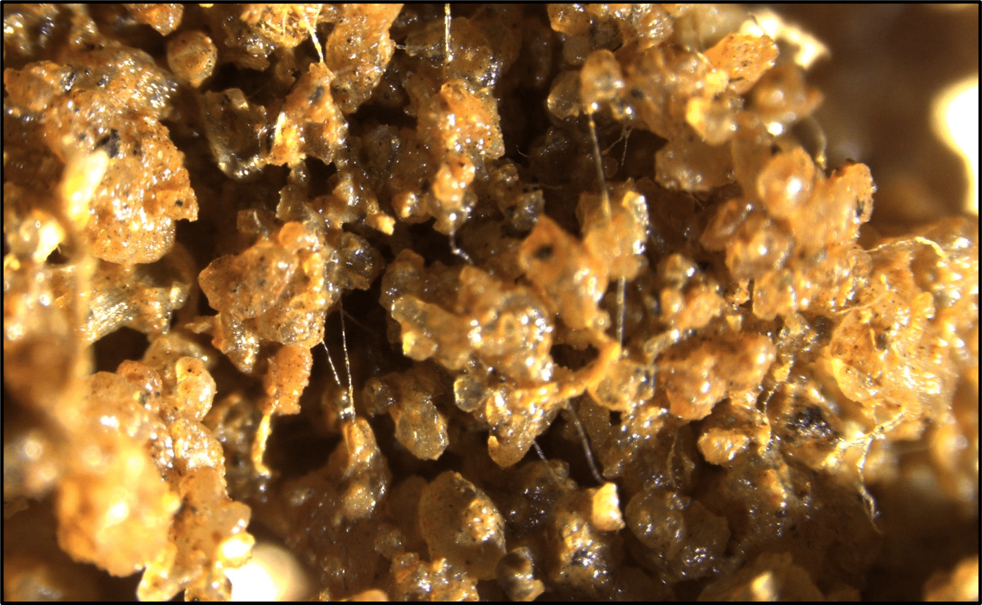 Enhanced view of microbial soil life creating thread-like structures that aggregate soil particles forming pore space to hold water and allow gas exchange