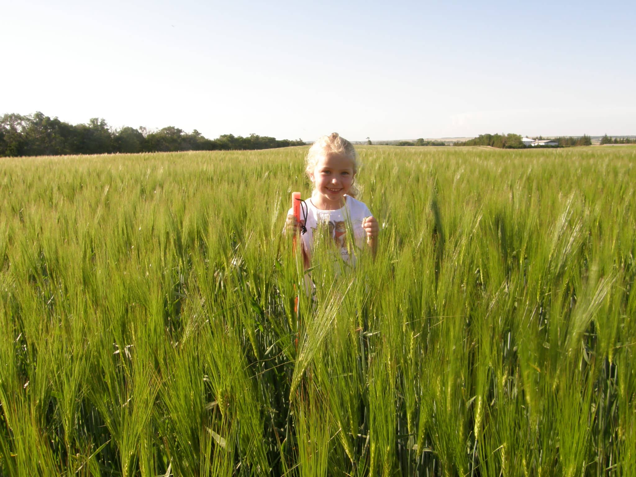 Barley from North Field 2008