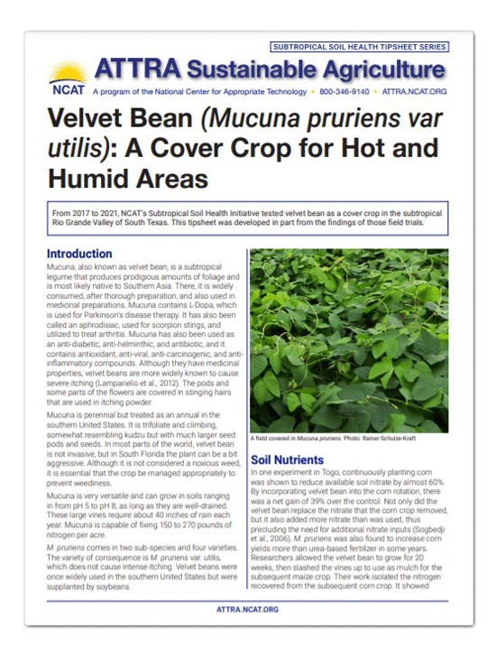 Velvet Bean (Mucuna pruriens var utilis): A Cover Crop for Hot and Humid Areas cover