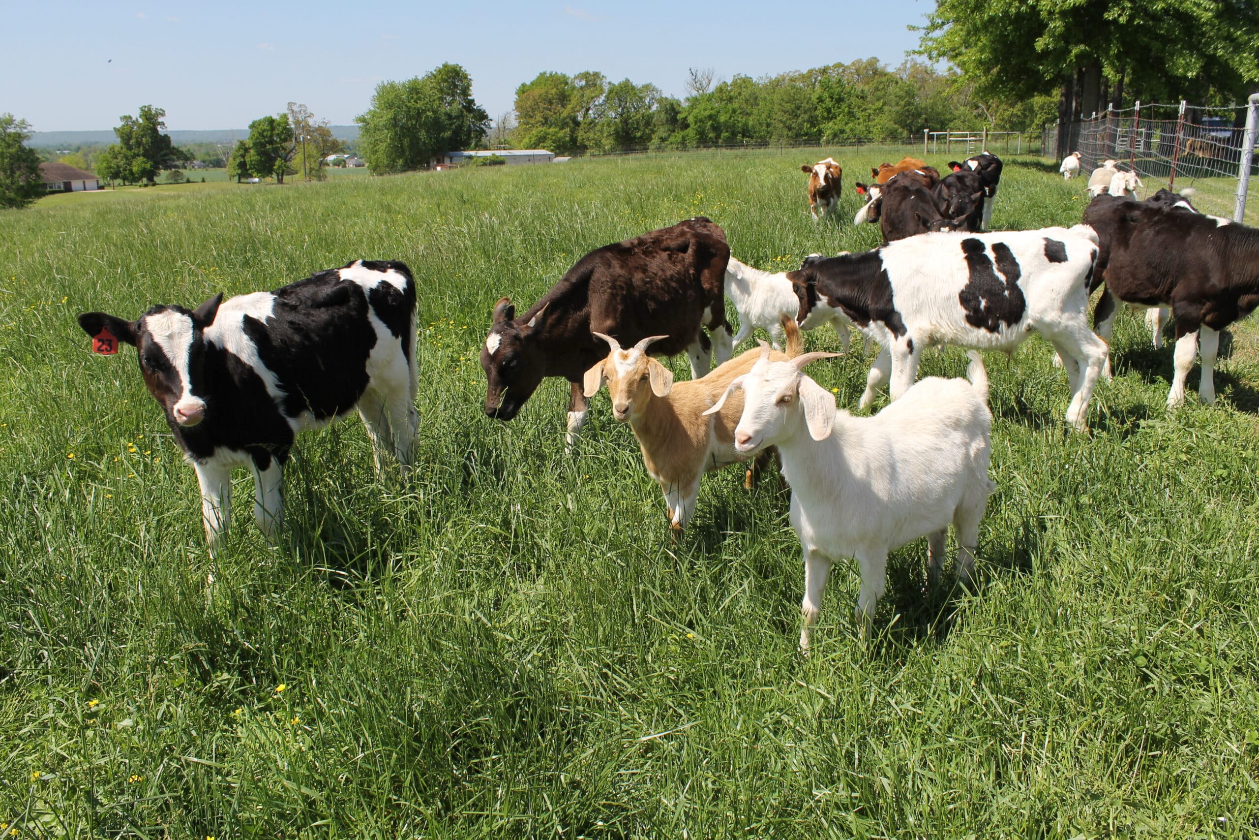 Cows and goats grazing the same pasture