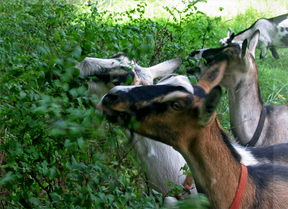 goats munching on bushes