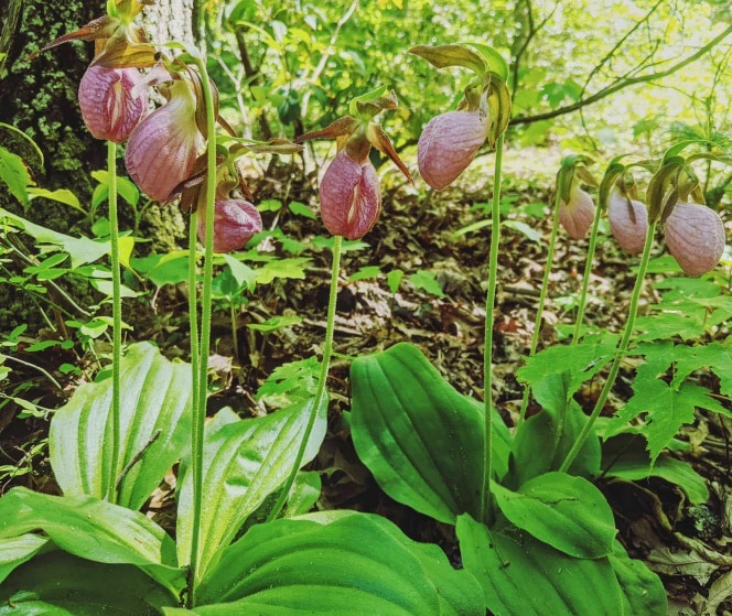 Native Lady Slippers