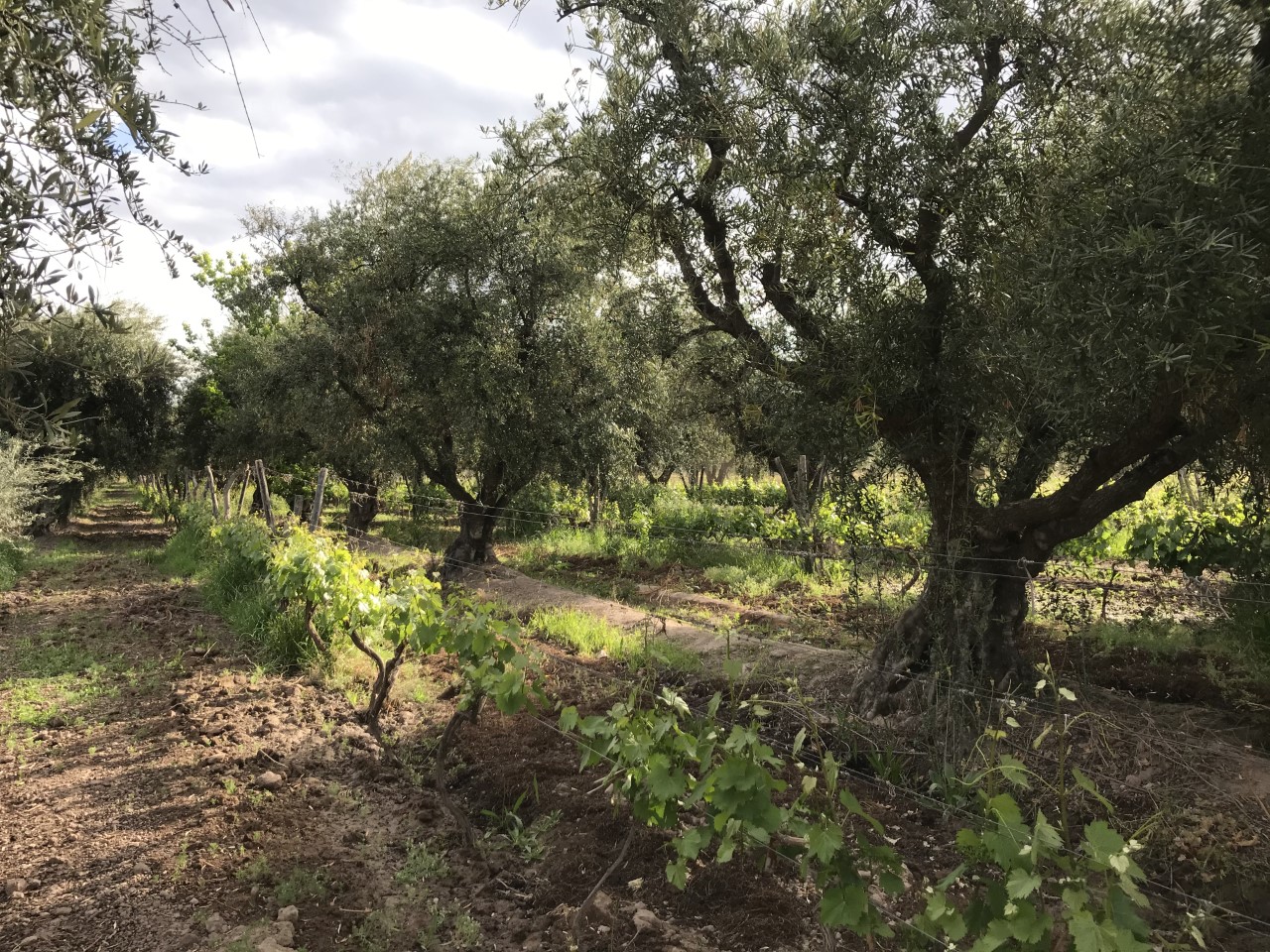 Olive trees intercropped with Cabernet Sauvignon grapevines