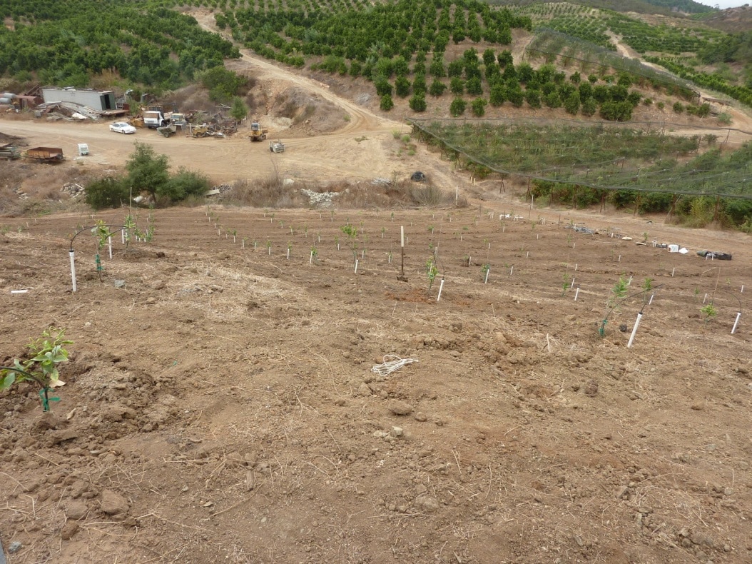 huerto en una ladera