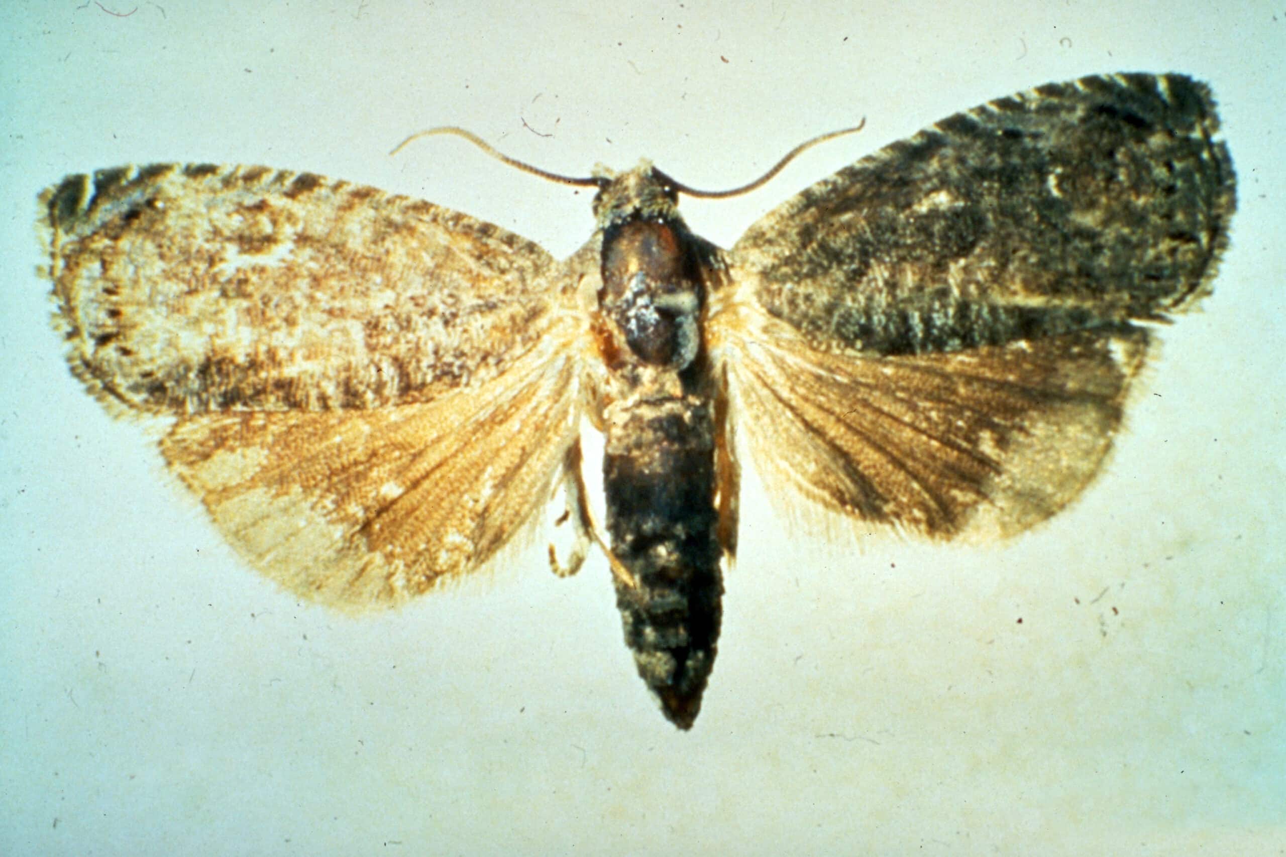 Oriental fruit moth
