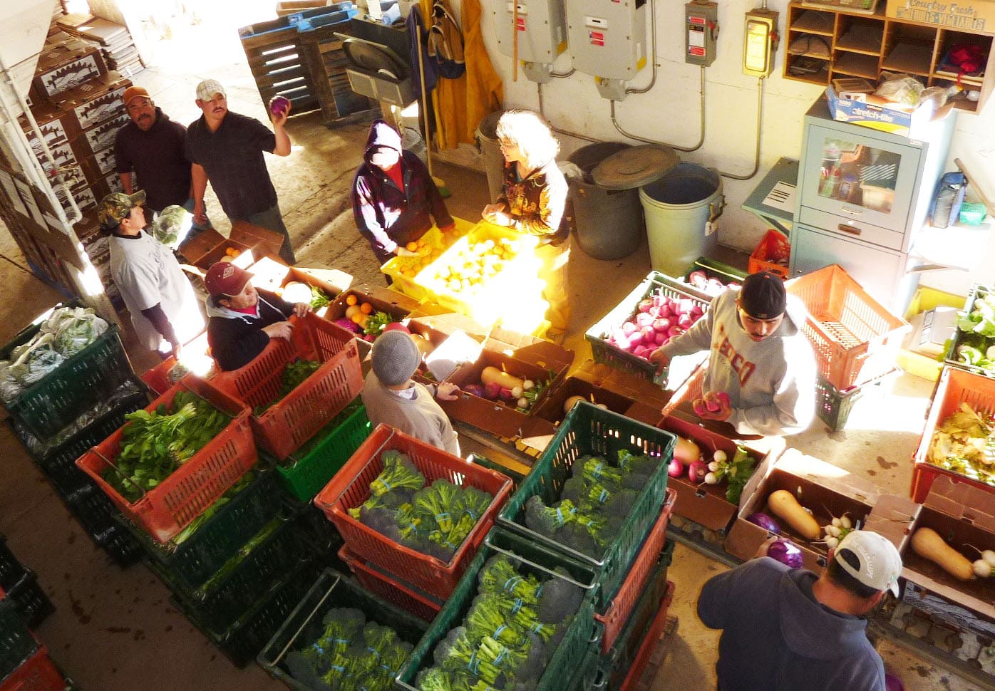 Packing CSA boxes, Full Belly Farm, Guinda, California