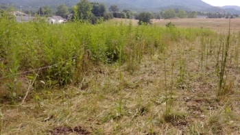 Pasture with johnsongrass, fescue, clover, and stickweed (Verbesina occidentalis).