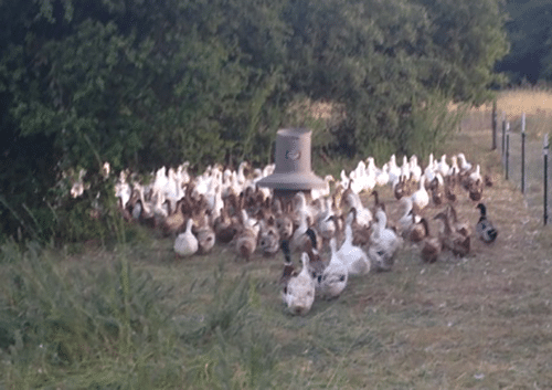 Patos en los pastos de la granja Sol Seeker