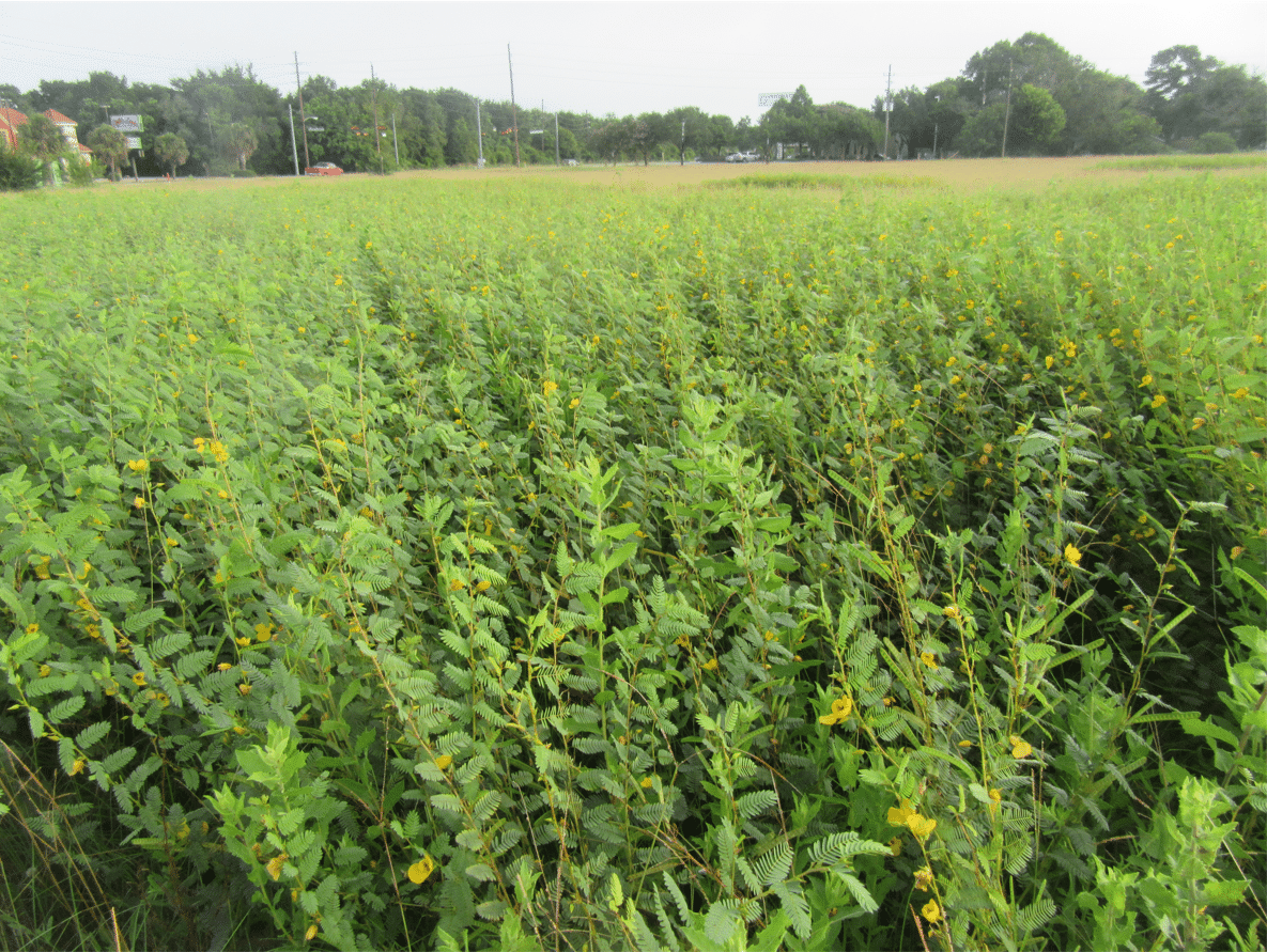 Partridge pea cover crop in Waller, Texas