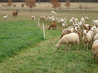 sheep in pasture