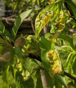 Peach leaf curl