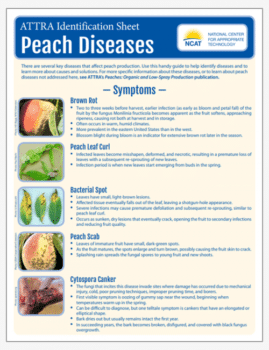 ATTRA Identification Sheet: Peach Diseases cover