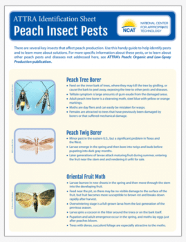 ATTRA Identification Sheet: Peach Insect Pests cover