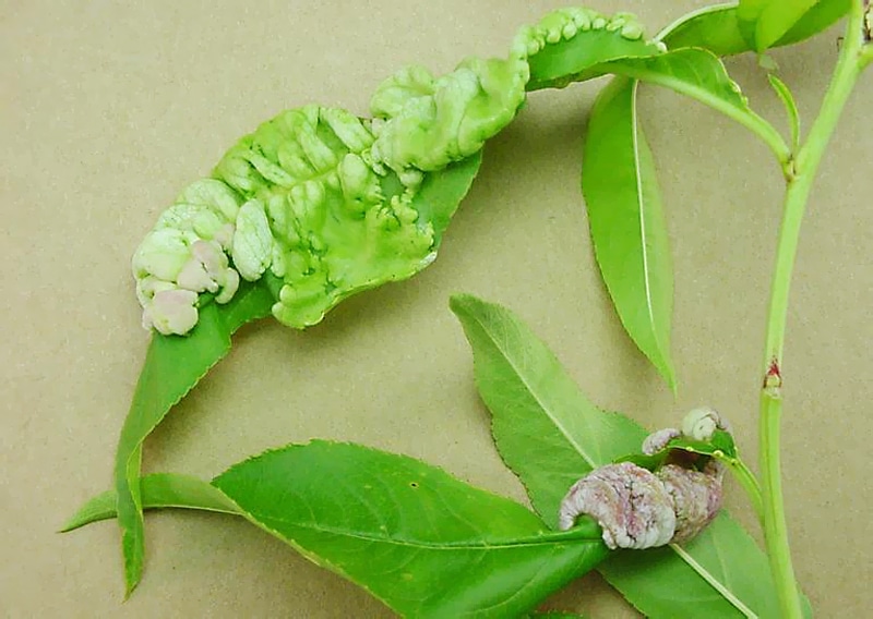 peach leaf curl