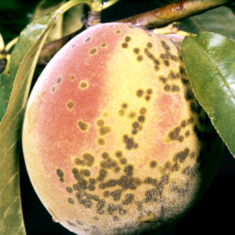 peach scab