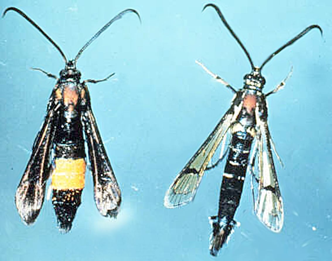 peach tree borer adults