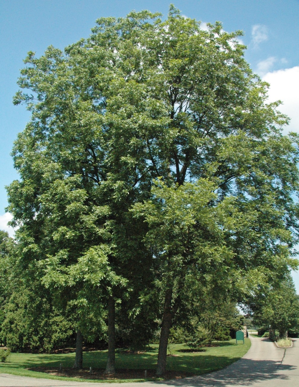 pecan tree