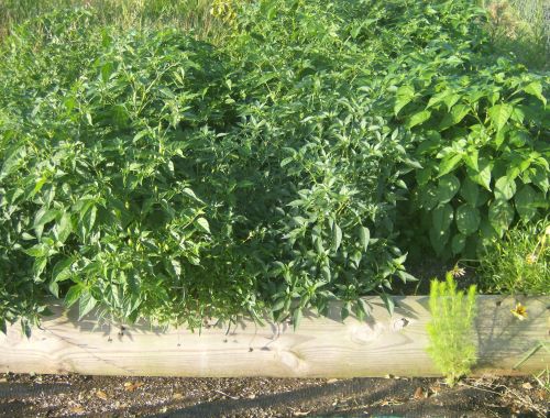 pepper plants