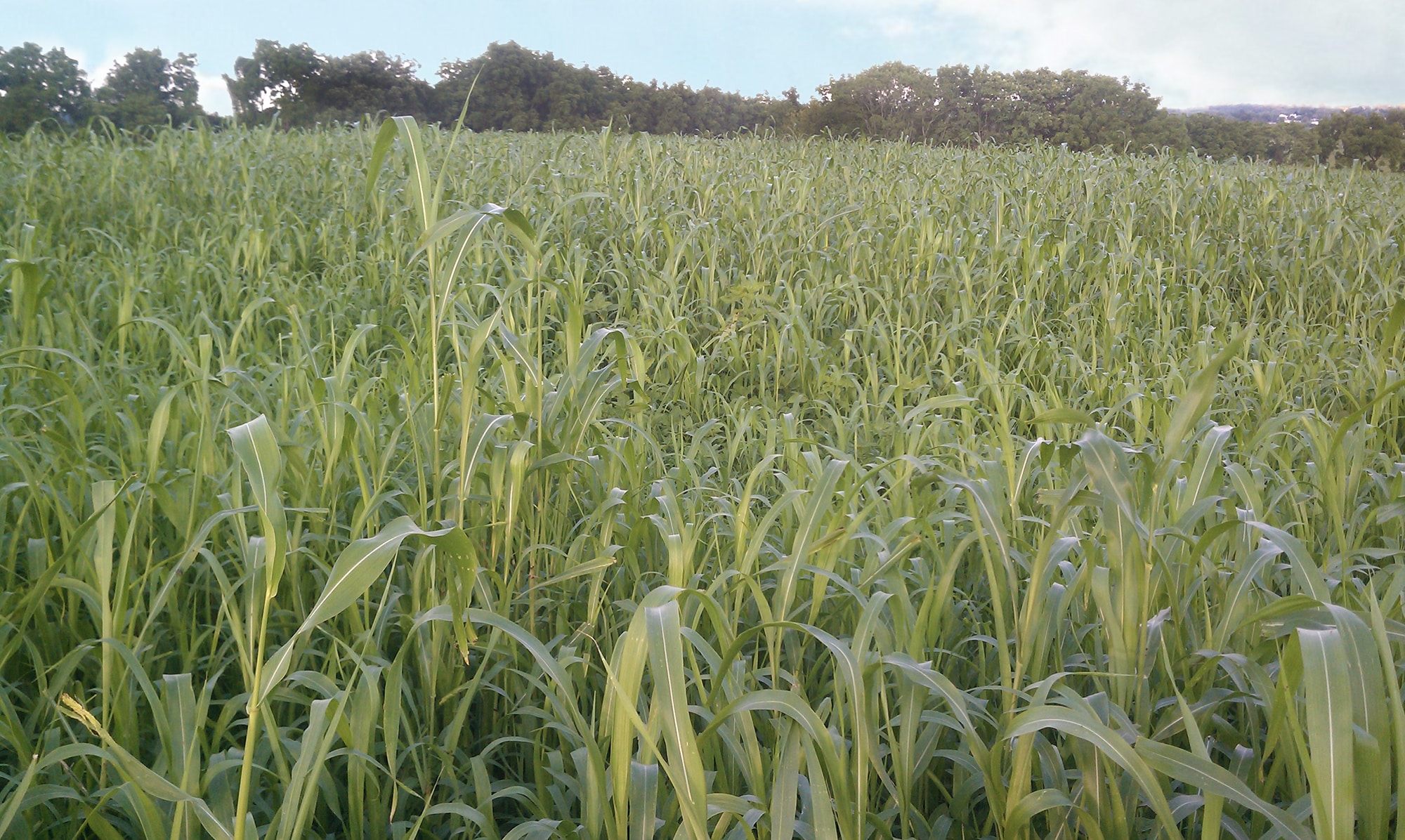 Pastos de sorgo sudanés