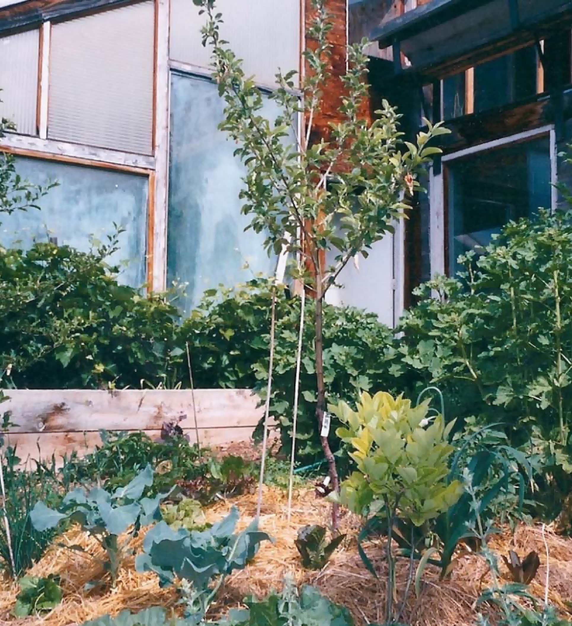 permaculture design