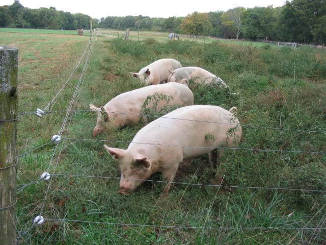 pigs