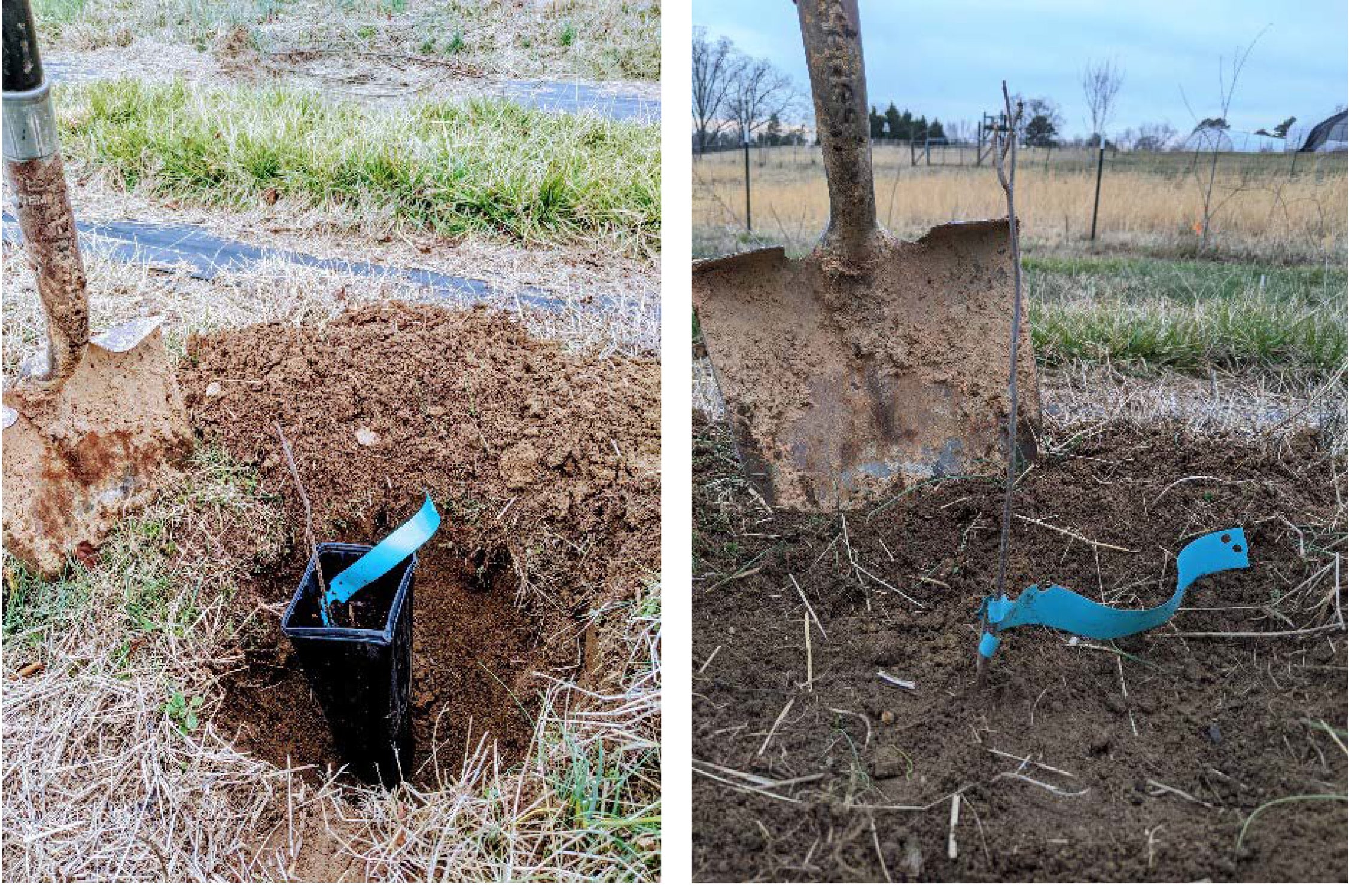 Planting trees