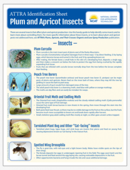 ATTRA Identification Sheet: Plum and Apricot Insects cover