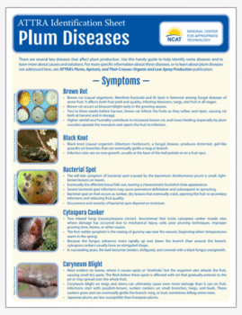 ATTRA Identification Sheet: Plum Diseases cover