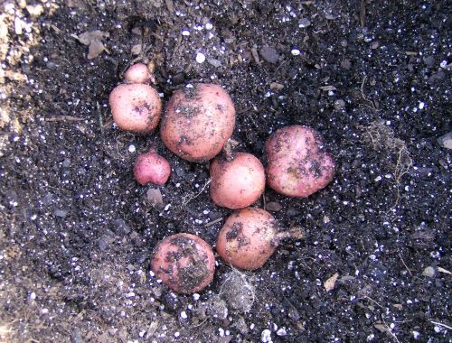 potatoes
