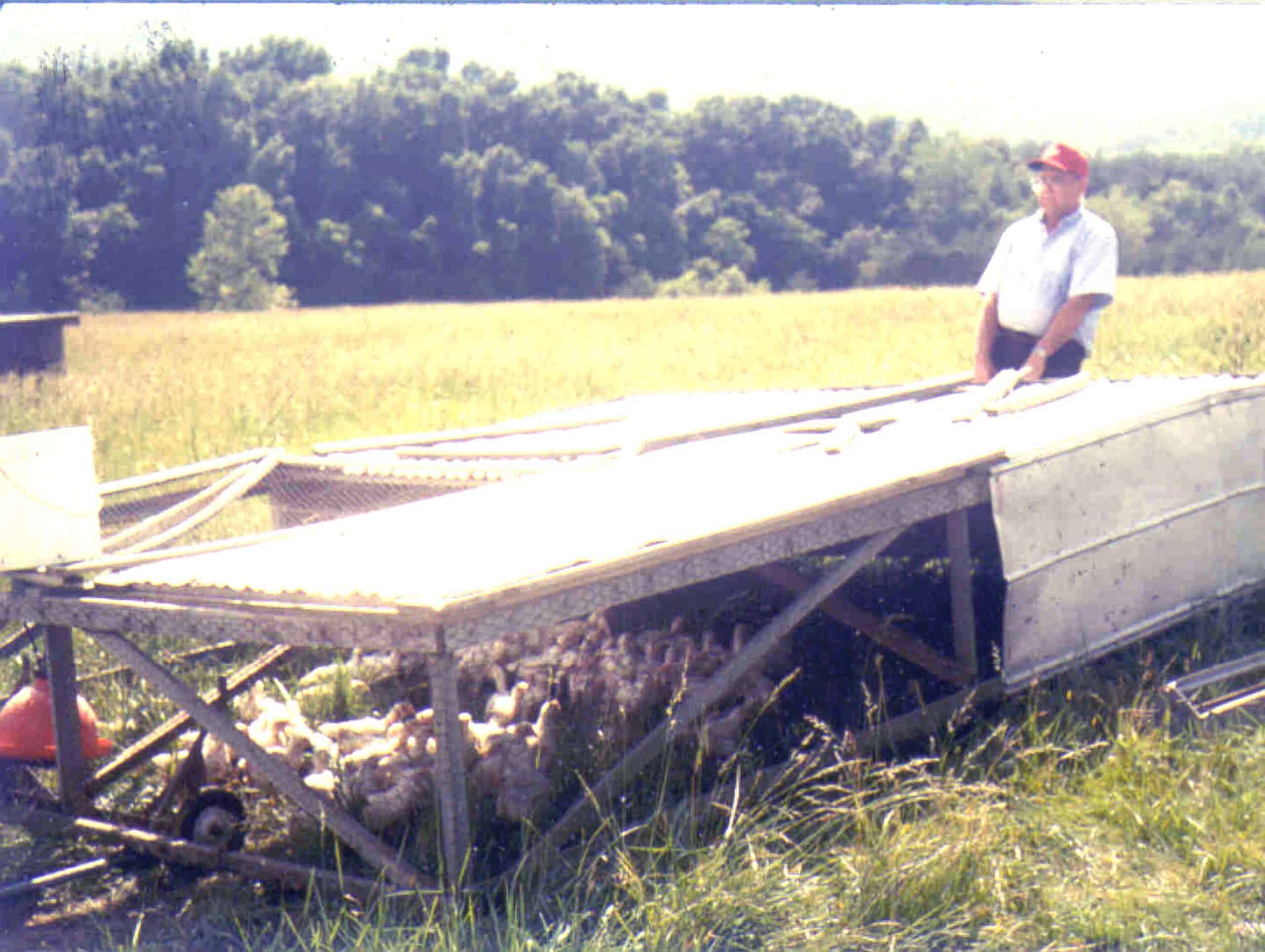 poultry pen moved to fresh pasture