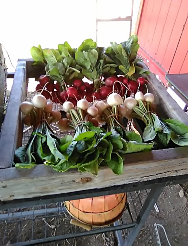 radishes and beets ready for donation