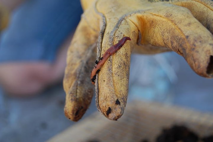 red worm