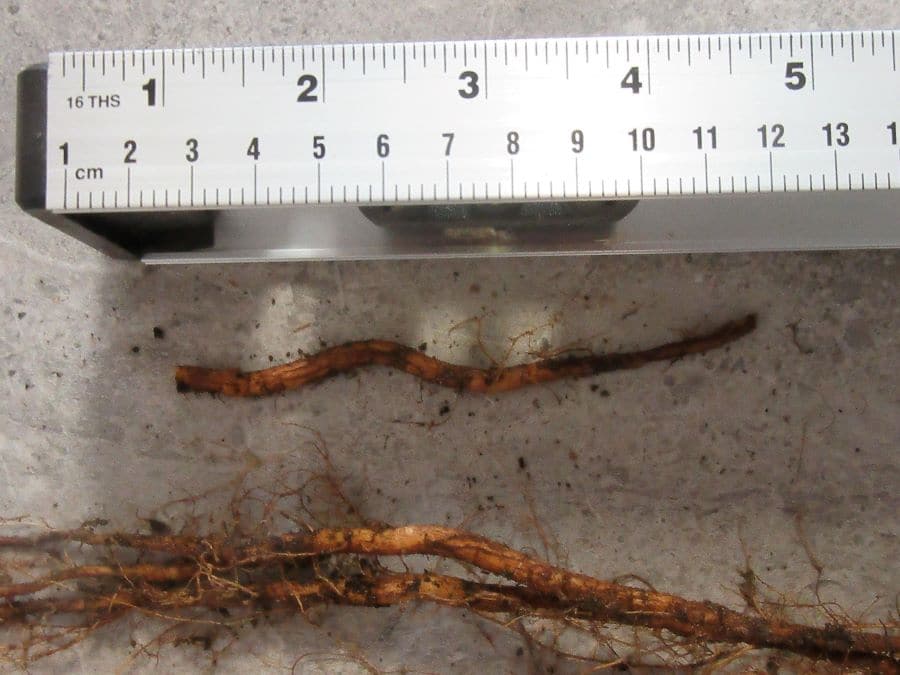 roots