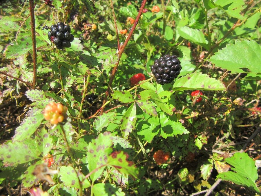 rubus trivialis vines