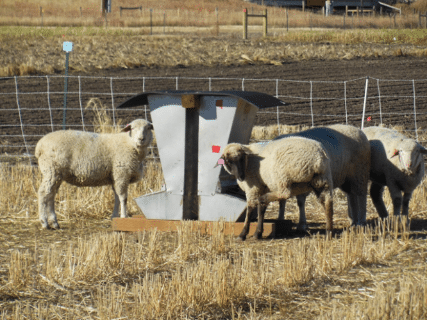 sheep eating