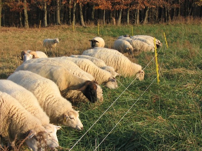 poly-wire fence