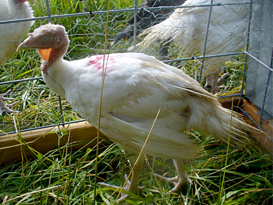 Un pavo enfermo que presenta los síntomas típicos de la enfermedad: letargo (como se aprecia por los ojos cerrados), falta de curiosidad, cuello retraído y alas caídas