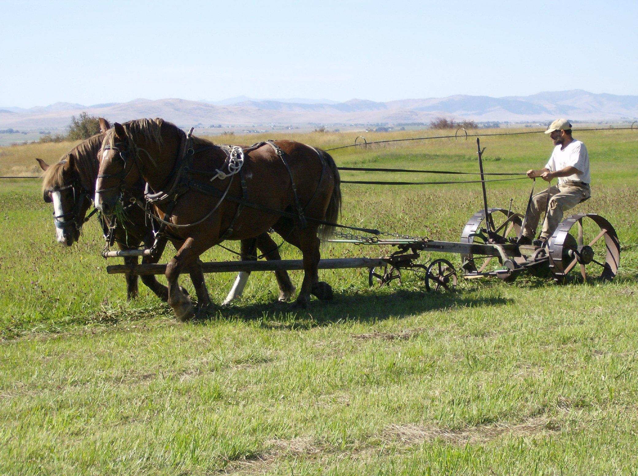 segadora de barra en forma de hoz tirada por caballos belgas