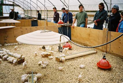 chicks in a brooder