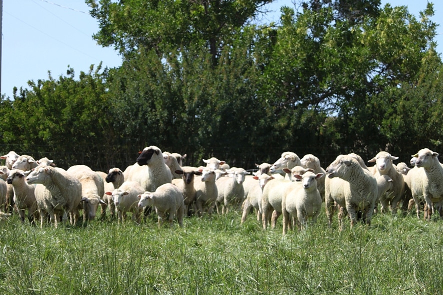 six inches of pasture residual
