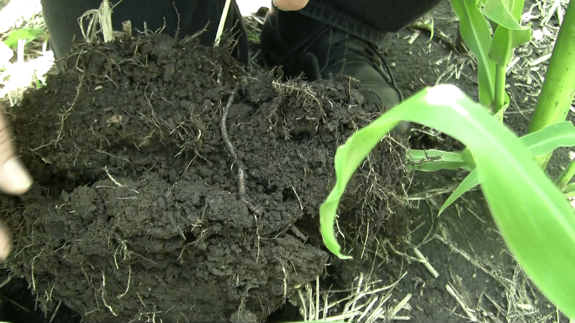 Estructura del suelo en cultivo sin labranza con buena agregación