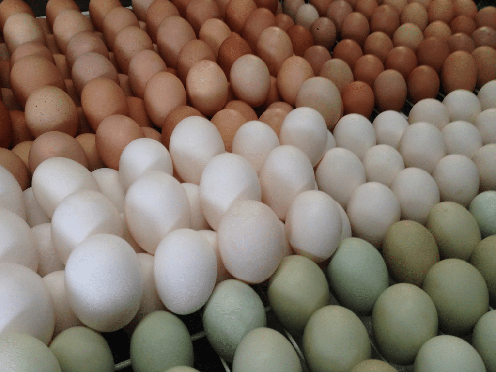 Huevos multicolores de Sol Seeker Farm