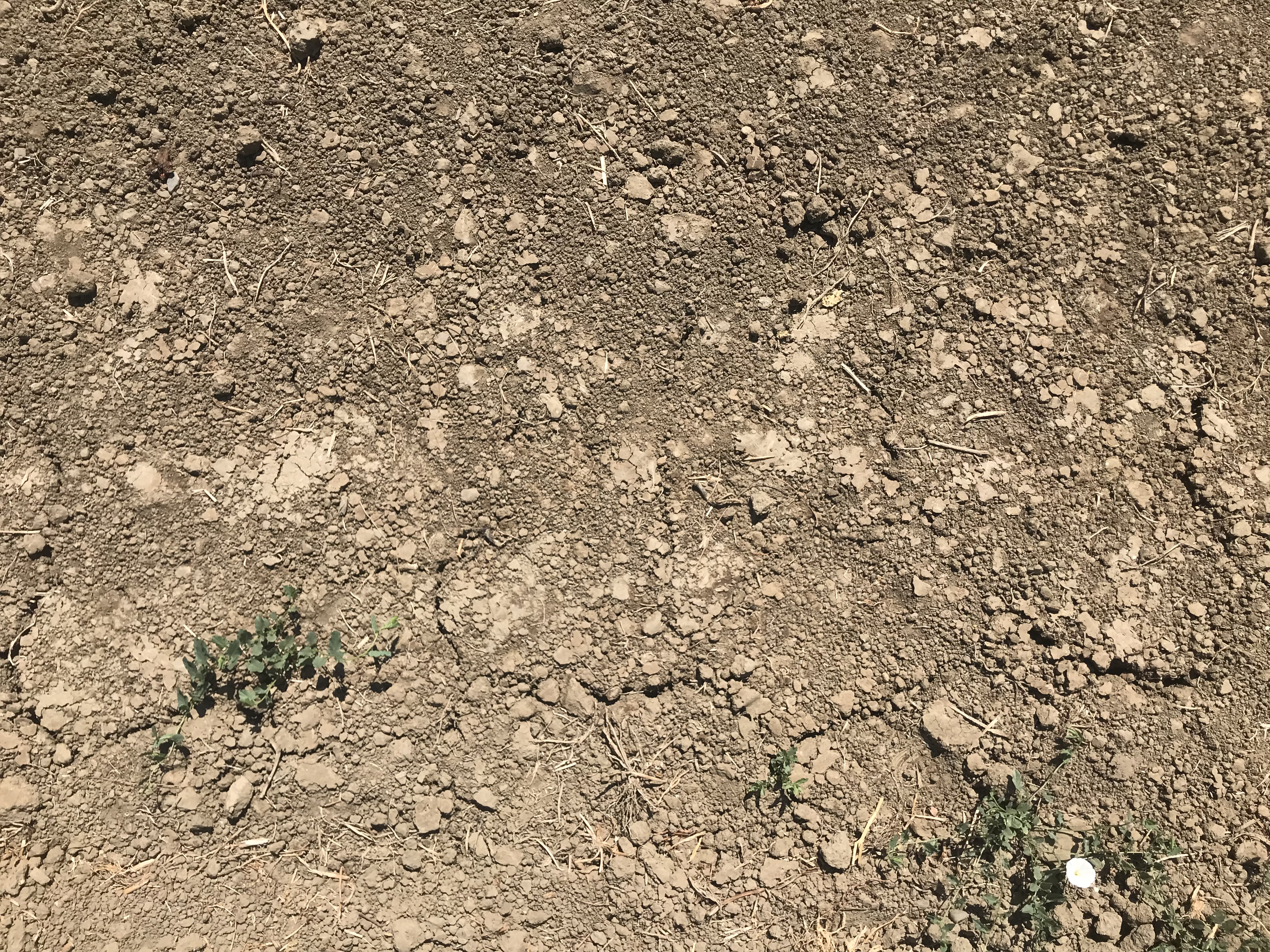 Solarization for four weeks with field bindweed.