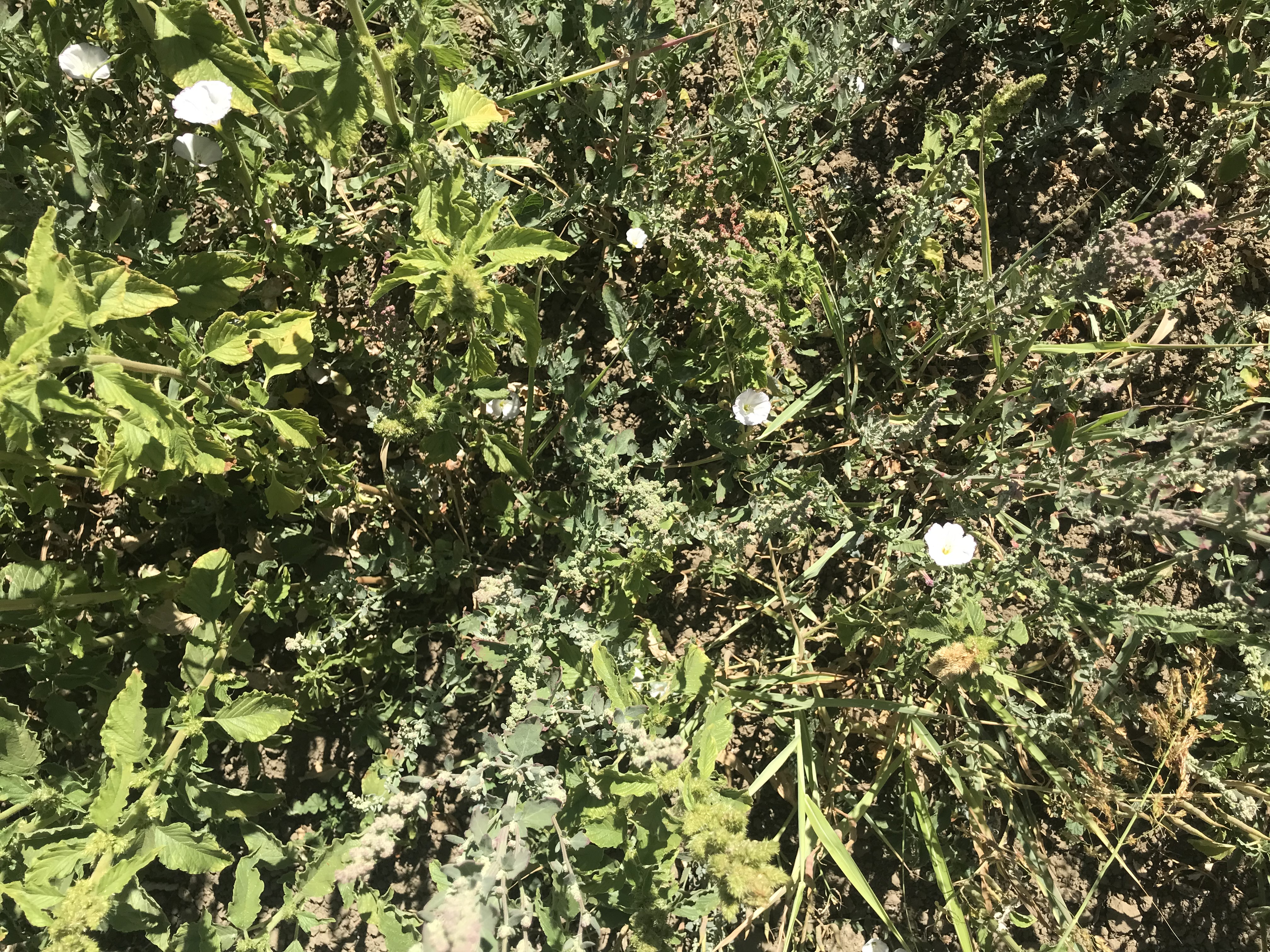 Control with nutsedge, malva, lambsquarter, field bindweed, pigweed, and crabgrass
