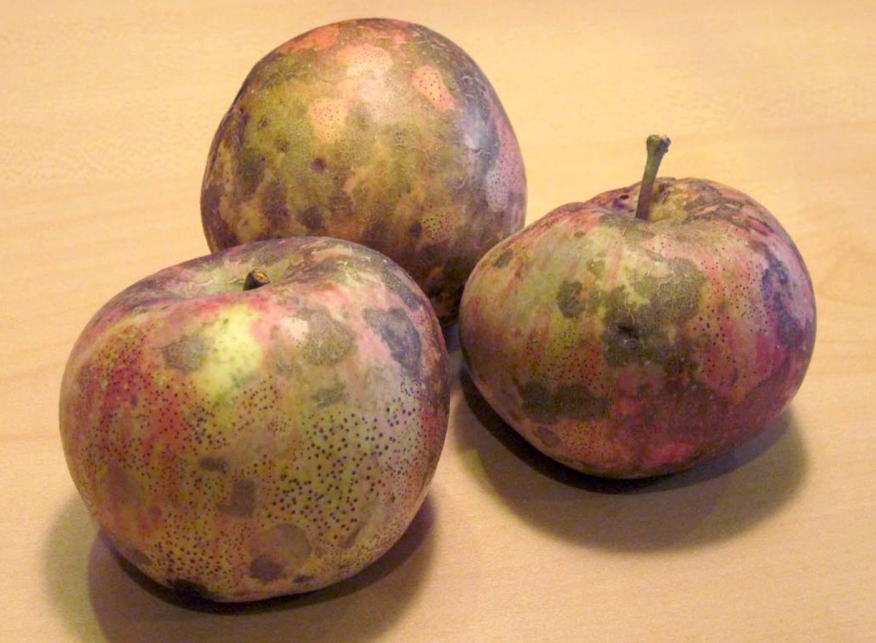 sooty blotch and fly speck on apples