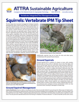Squirrels: Vertebrate IPM Tip Sheet cover