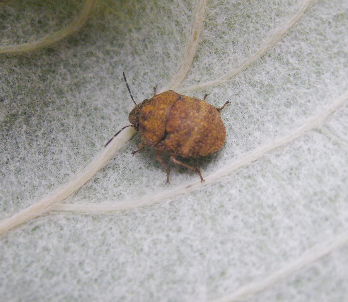 Orsilichedes is causing leaf curl damage on the wild grape it is feeding upon.